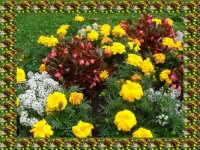 Pestrý květinový záhonek ...  A colorful flower bed...