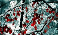 14074-snowy-tree-1680x1050-photography-wallpaper