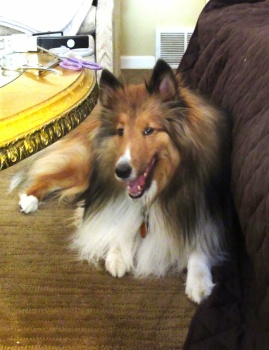 Happy sheltie clearance