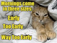 kittyMorning