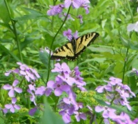 Tiger Swallowtail 2013