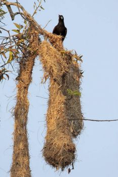066 Montezuma Oropendola w nest, Tamaulipas, Mexico by Greg Lavaty