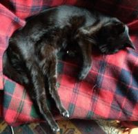 Old cat sleeping on tartan rug