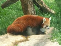 Tanganyika Red Panda