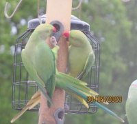 Rose-Ringed Parakeets bickering as usual