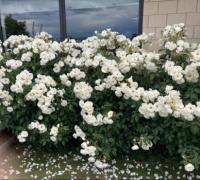 Riotous Roses!