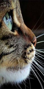 Closeup