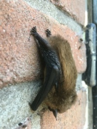 A sleeping bat