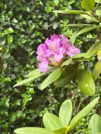 Bobbie's Rhododendrons (Maryland)