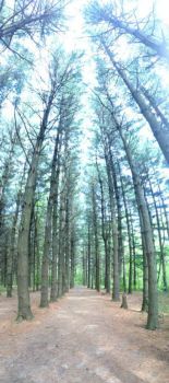 Fairway for hole #17 at East Peoria disc golf course