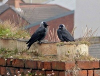 Belfast Birds