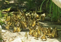Eastern Tiger Swallowtail Butterflies