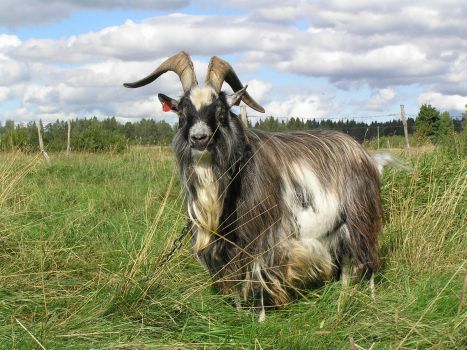 Mr goat