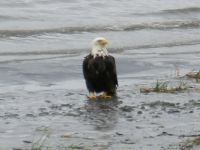 Wet bald eagle in Alaska