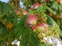 Mimosa tree in Spain