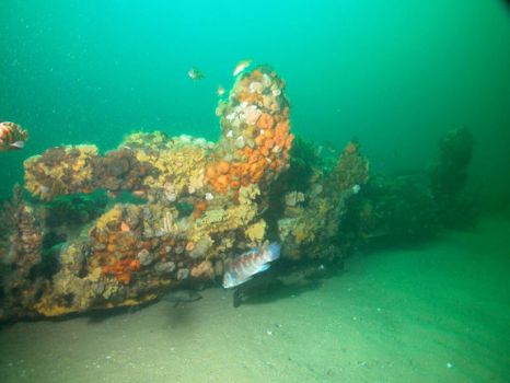 Paul Palmer Wreckage - wood hull grown over with coral