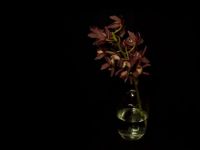 Orchid in the dark