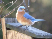 Bluebird in my backyard
