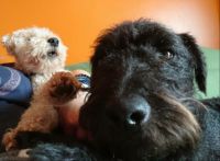 Murran and Frankie (small)