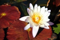 Water Lily Lake Major Italy