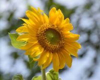 Happy Sunflower!