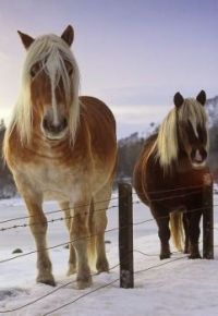 Horses