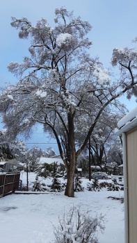 A Snowy Day in Arizona 2-7-2024