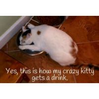 My kitty has a drinking problem