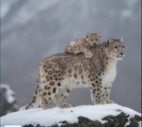 All aboard the Snow Leopard express!