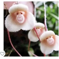 Garden Monkey Face Orchid