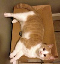 kiko and his box