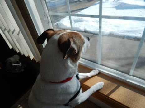 Watching for the groundhog!
