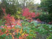 Fall in my garden 3