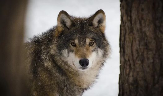 wolves-2