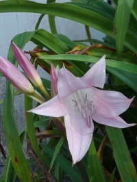 Another little happy lily.  Not sure what the type is, but it sure is a pretty pink and lavender pastel.
