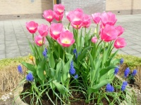 Bowl full of tulips and grape-hyacinths