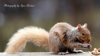 Little male Squirrel.