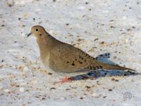 Mourning Dove