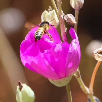 Honeybee headed for Rock Purslane flower in my new back yard, San Marcos, California