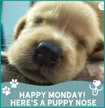 Solve Boop the Puppy Nose and Have a Happy Monday! jigsaw puzzle online  with 36 pieces