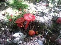 004 Vermillion waxcap in my woods.