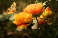 flowers  and butterfly