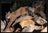 Bobcat catches a midnight snack