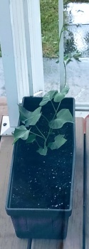 Sweet Potato Vine