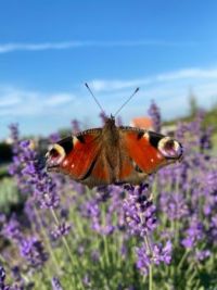 Butterfly in lavender