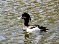 Tufted Duck