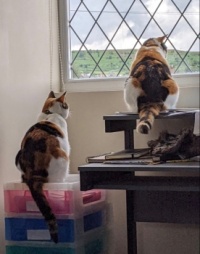Top cats