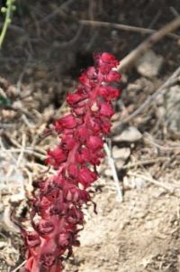 Pinedrop plant