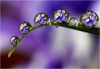Flowery Dew Drops
