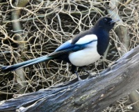 Magpie